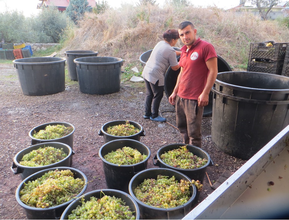 Druiven verwerken in een van de beste wijnen in Albanië.
