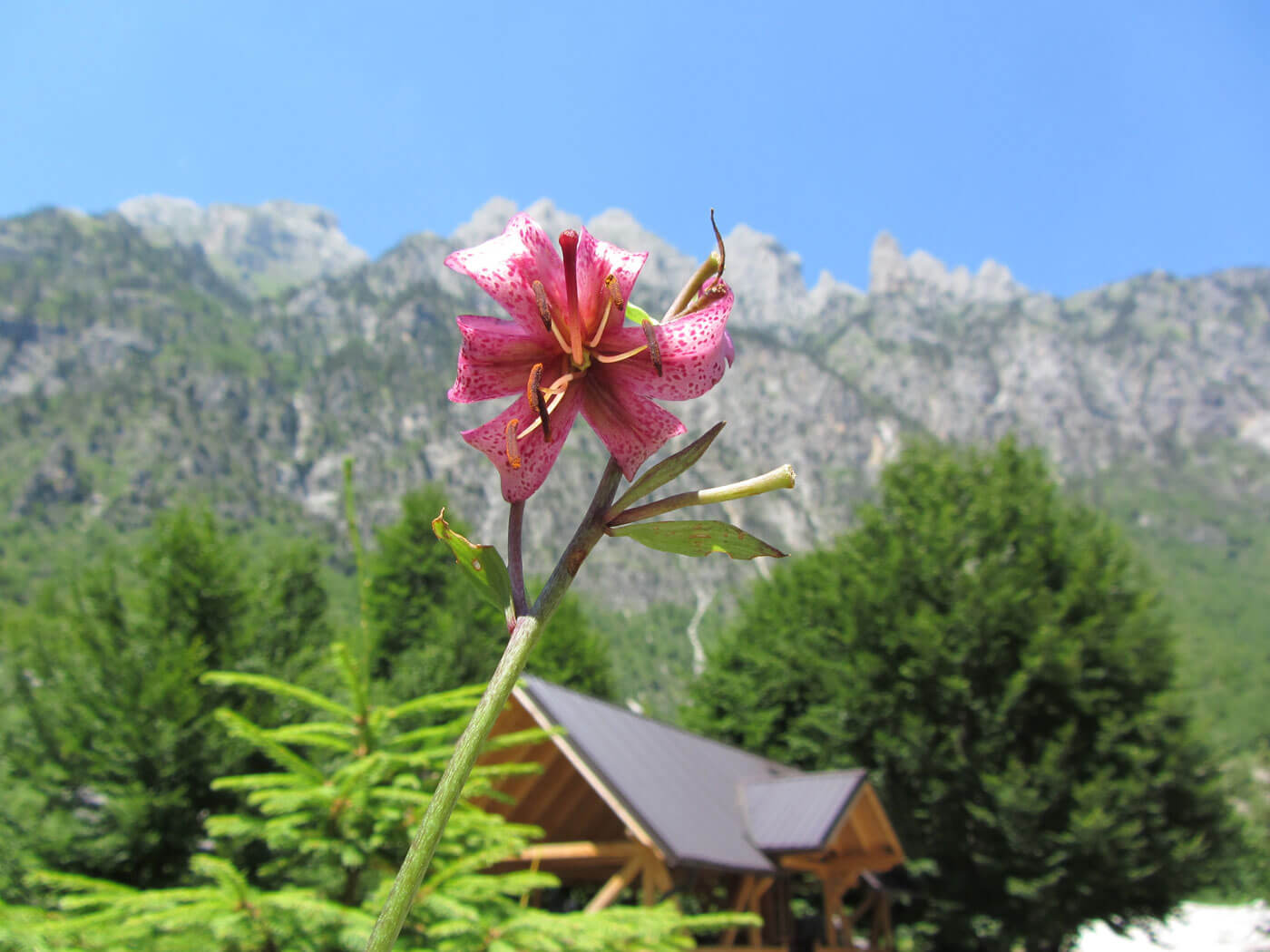 Valbona-Guesthouse-Rilindja-wilde blomen