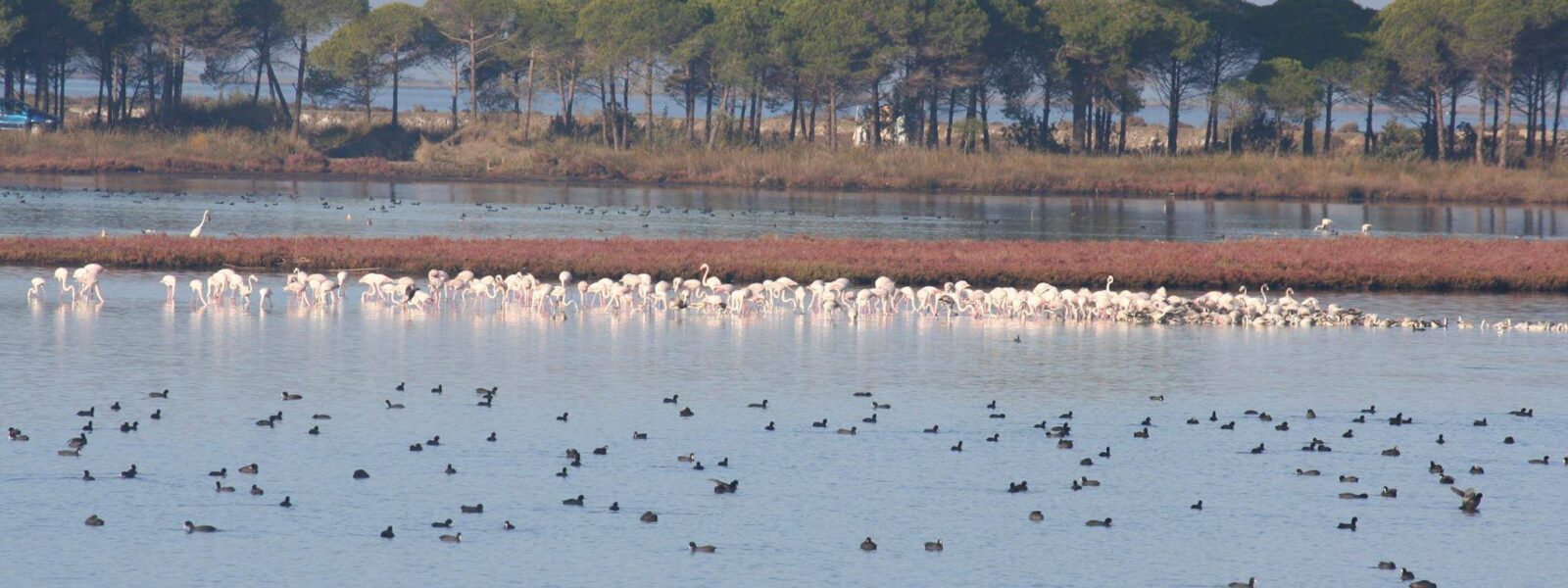 fauna vogels bij divjaka resort