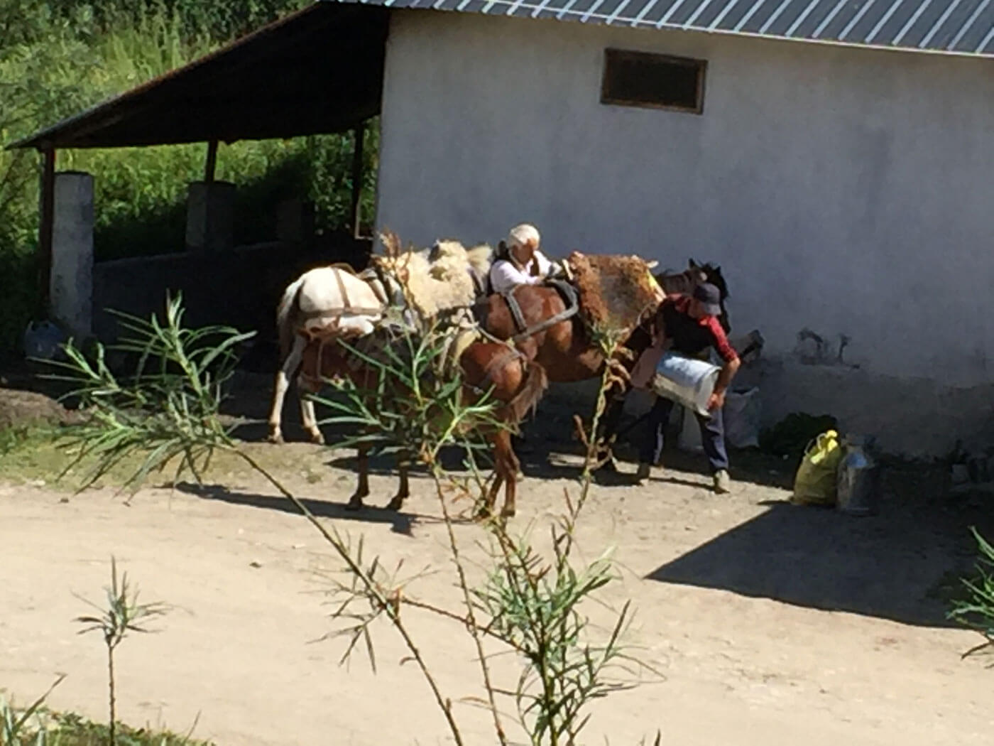 Mannen op ezels met melkbussen