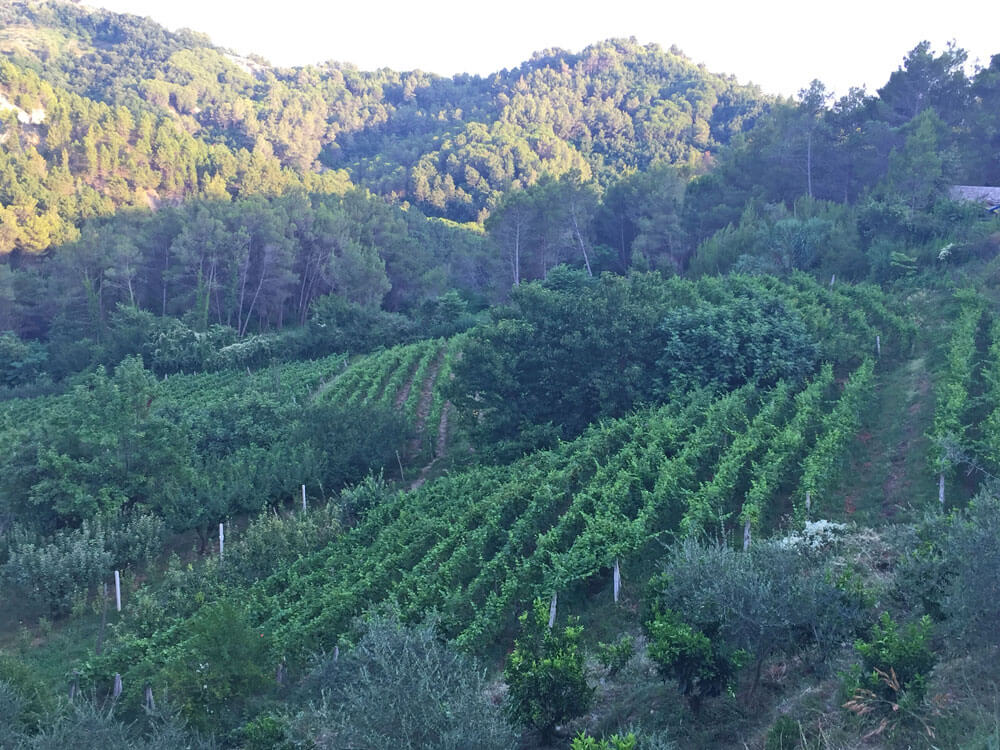 wijngaarden kantina Enol Albanie