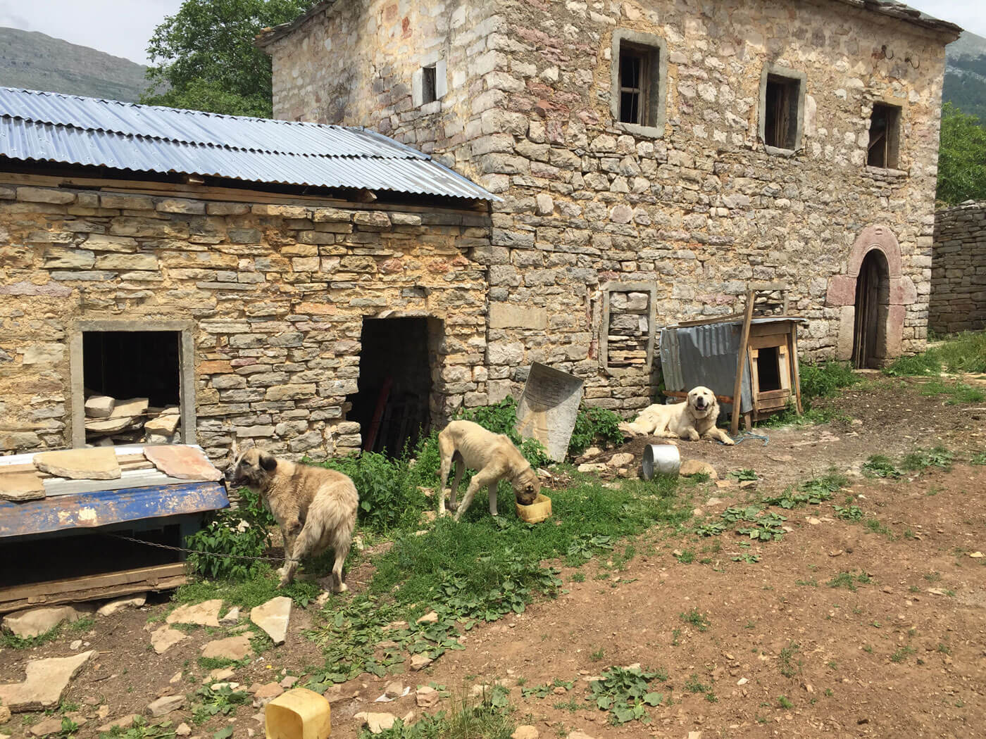 De honden van familie Suçit bewaken voortdurend hun drie kulla's.