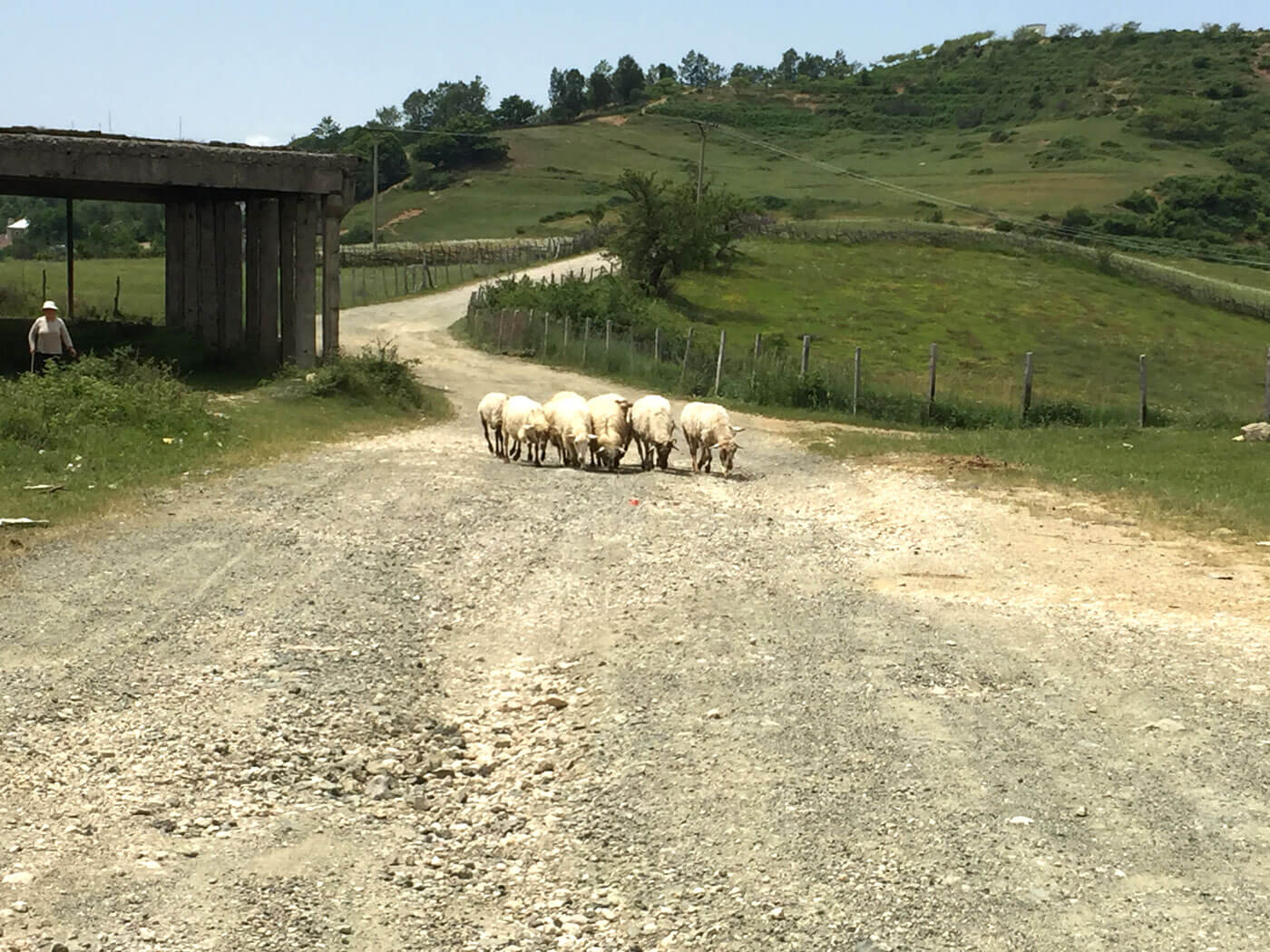 De schapen van famili Suçit, Mat, Albanië.