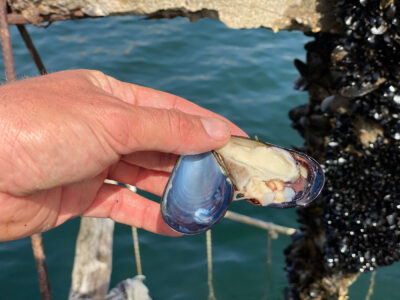 een-grote-mossel Lekker grote mossel