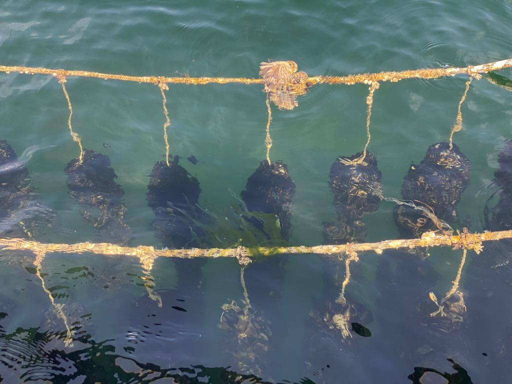 hangende netten mosselen