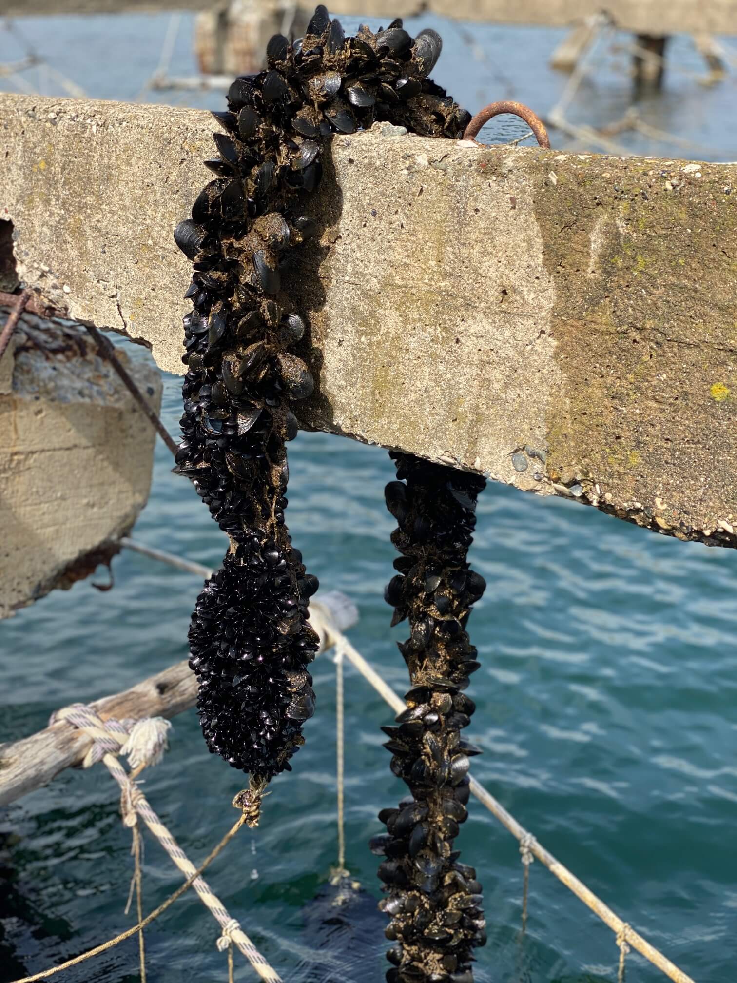 mosselnet uitgehaald en op de stellage geplaatst.
