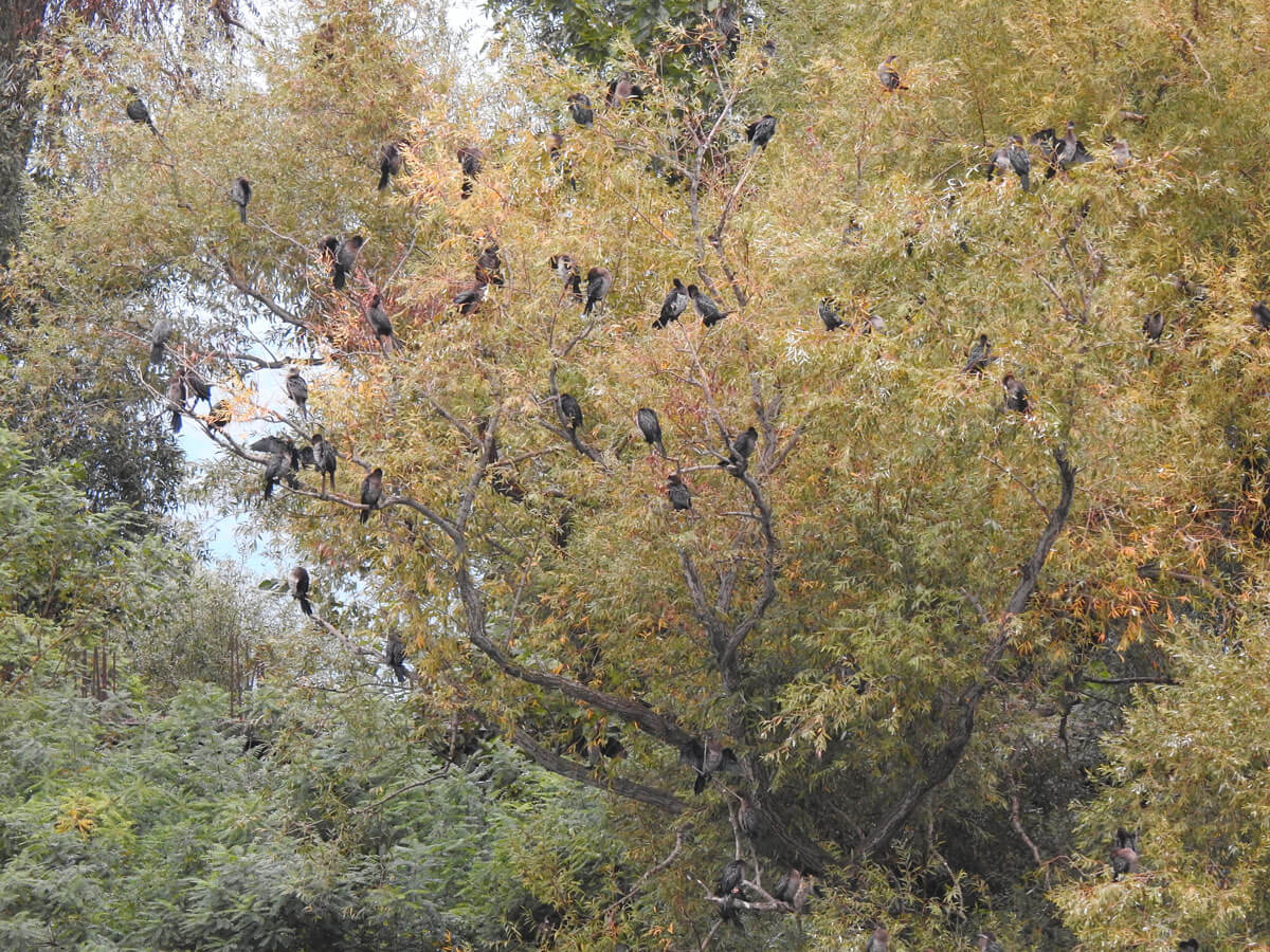 aalschovers kolonie boom albanie shkoder