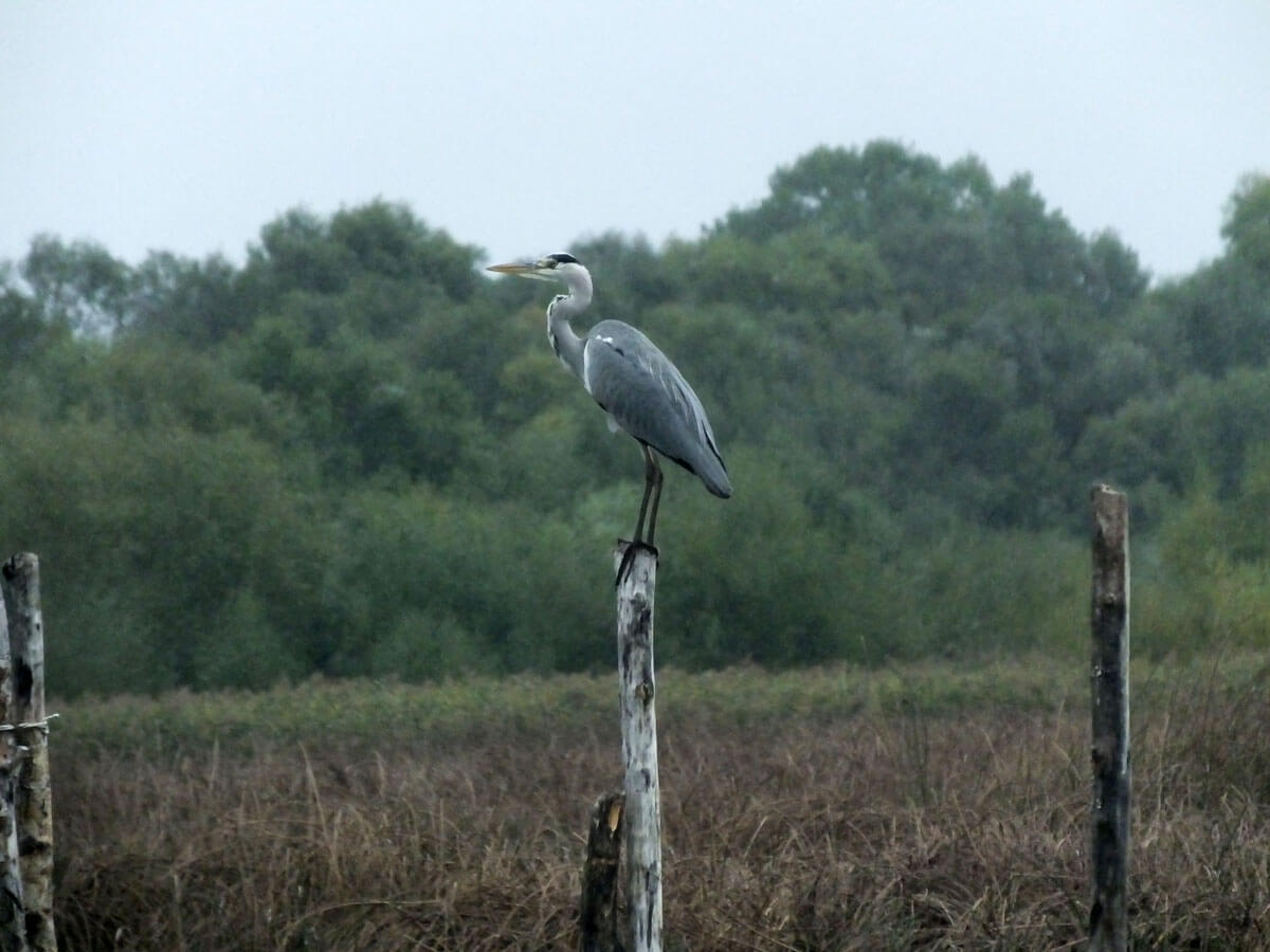De blauwe reiger in Shkoder