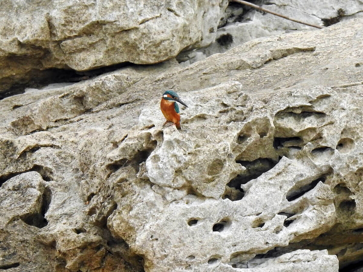 ijsvogel rots albanie