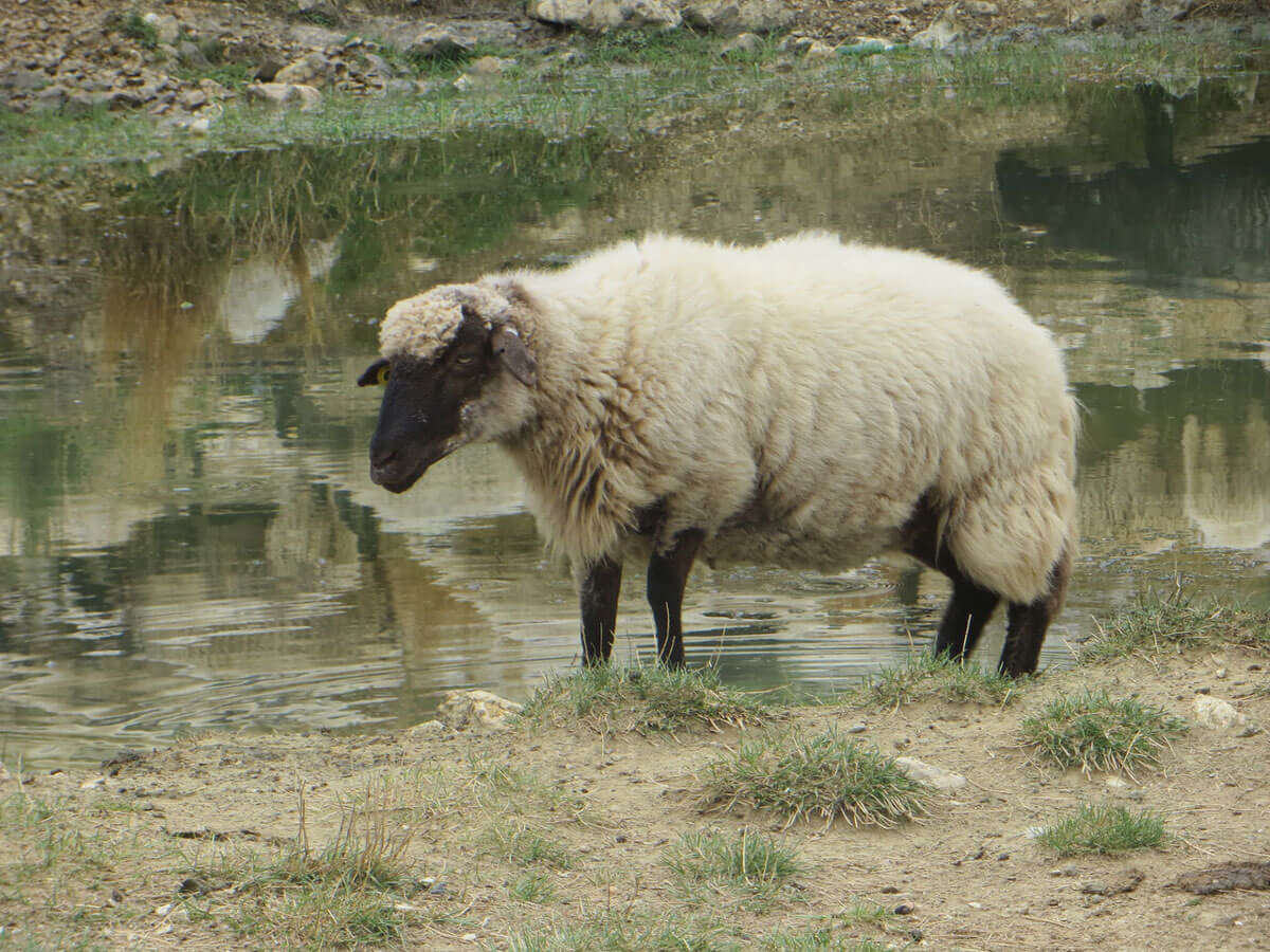 Schaap-De-Mol