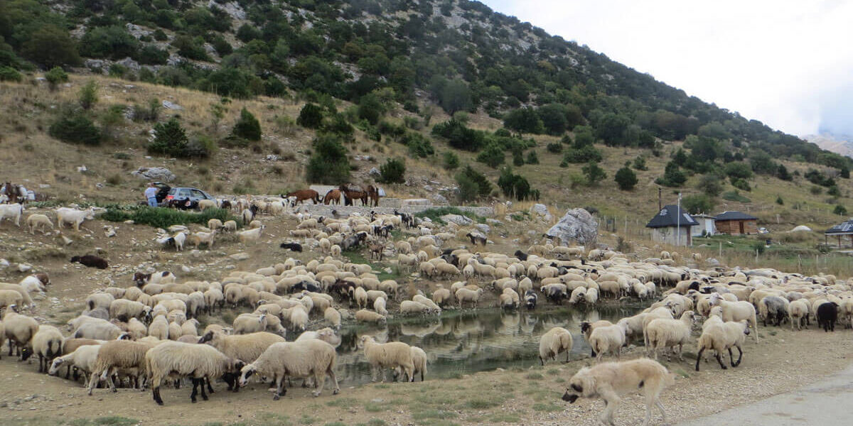 Schapenkudde-zuid-albanie-2 schapen