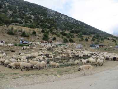 Schapenkudde-zuid-albanie-2 Schapenkudde-zuid-albanie-2 schapen