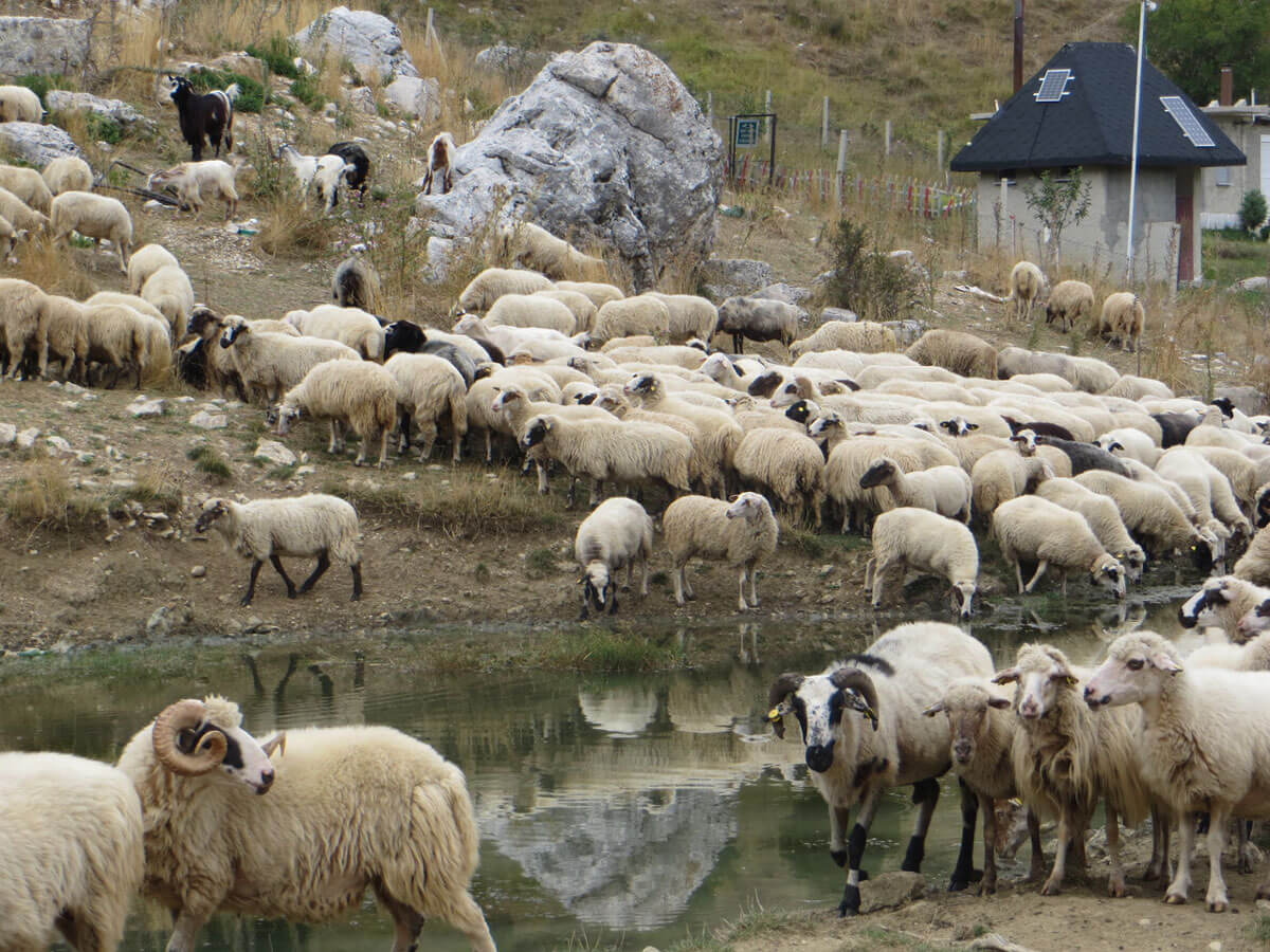 Schapenkudde-zuid-albanie-3