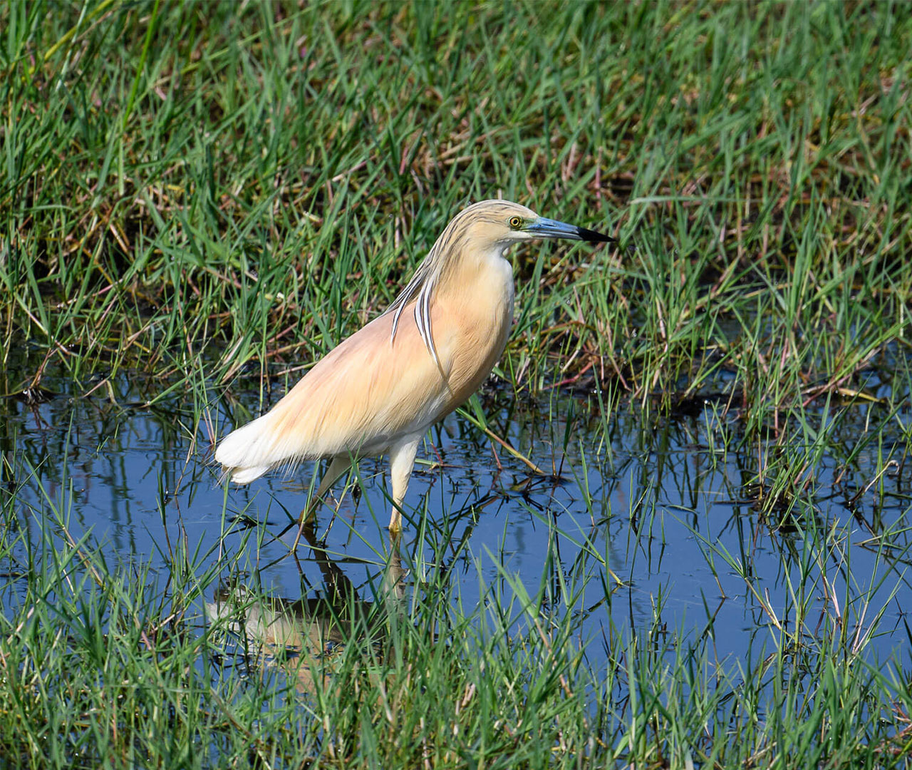 Albania, Velipoja Nationaal Park, Vogelspotten