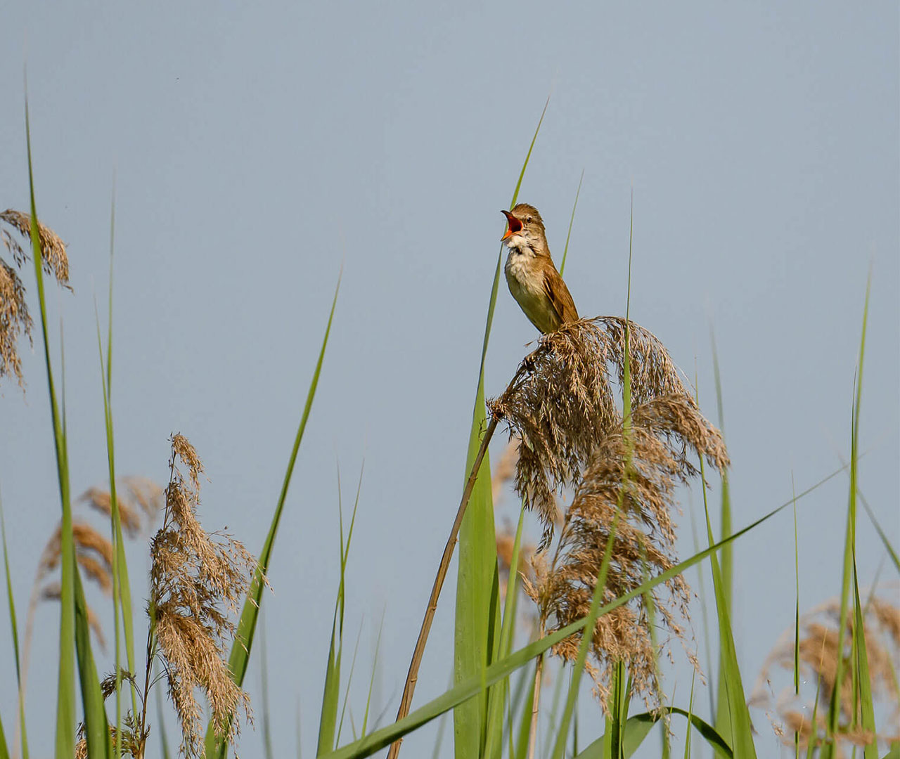 Albania, Velipoja Nationaal Park, Vogelspotten