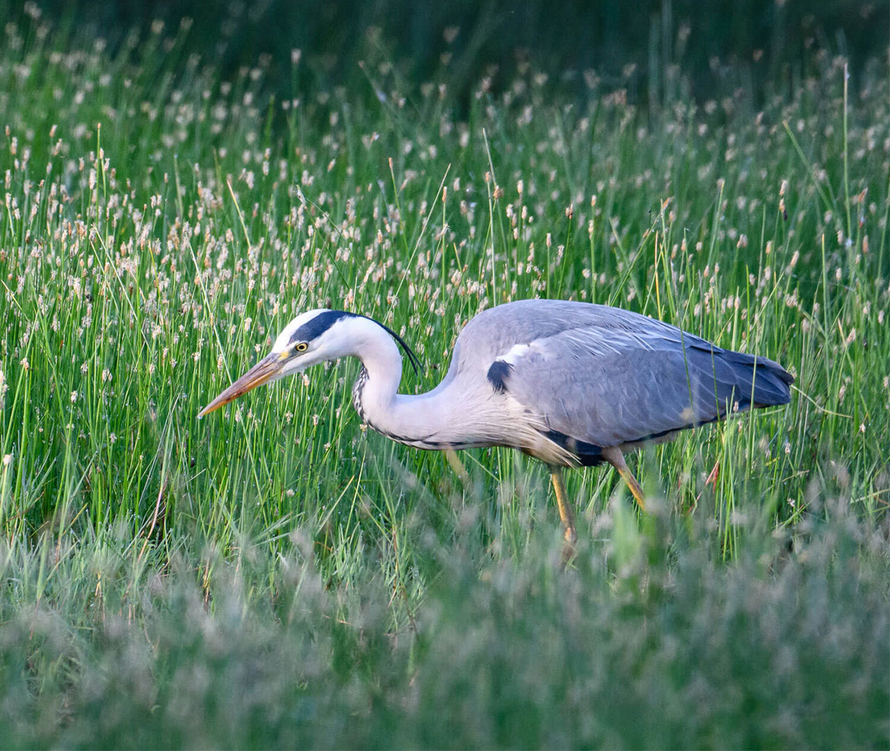 Albania, Velipoja Nationaal Park, Vogelspotten