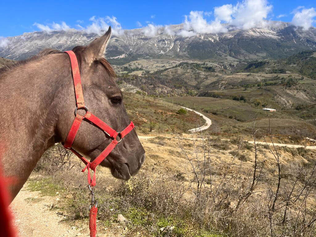 horse mountainous landscape south albania