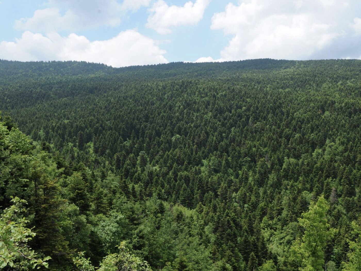 Off-road jeep tour door Nationaal Park Hotova Dangëlli Albanië bos