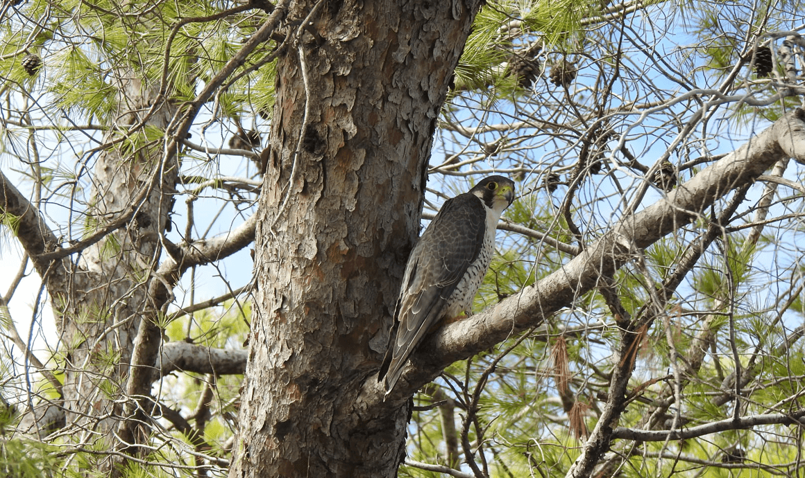 Divjaka One Day Sight