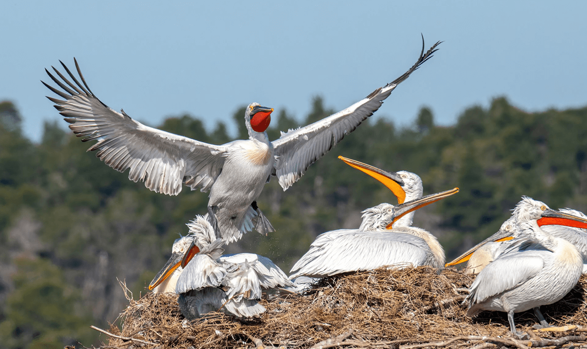 Divjaka Dag excursie