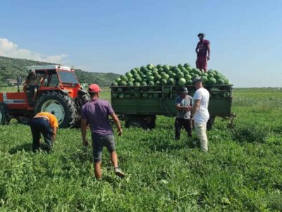 divjake-watermeloenen-oogsten