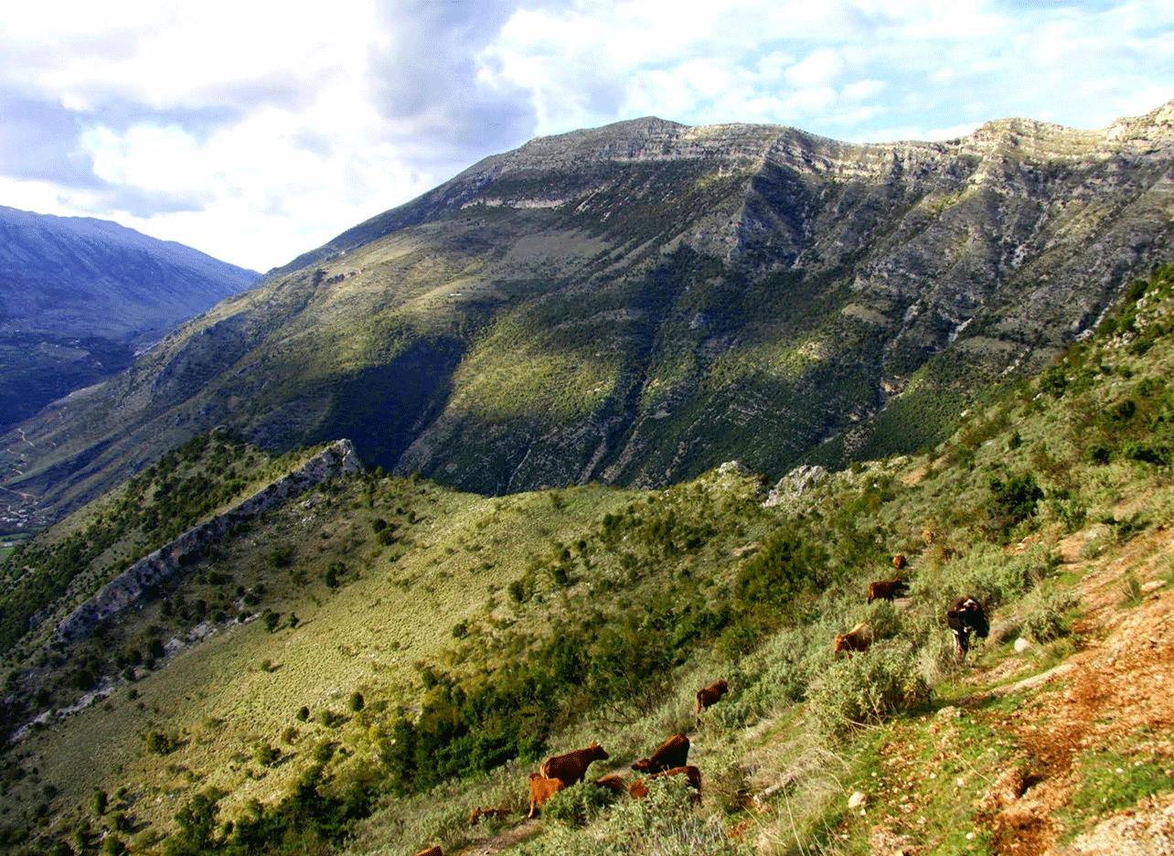 Panoramisch uitzicht over de bergen van Zagoria met groene hellingen en grazende vee.
