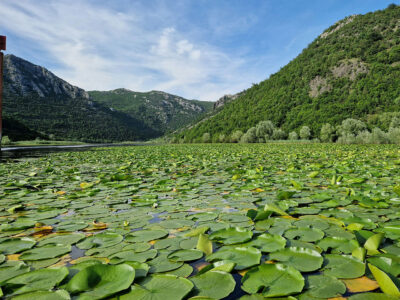 Skadar-Lake